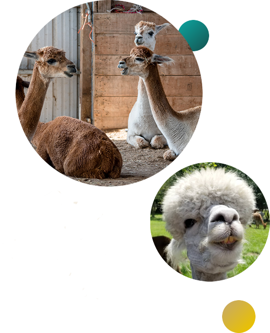 Alpaca-Image-With-Gradient-No-Decor