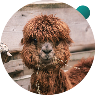 Alpaca-Nutrition