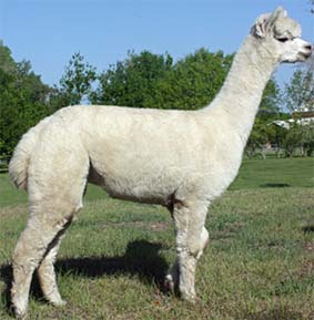 Alpaca 2