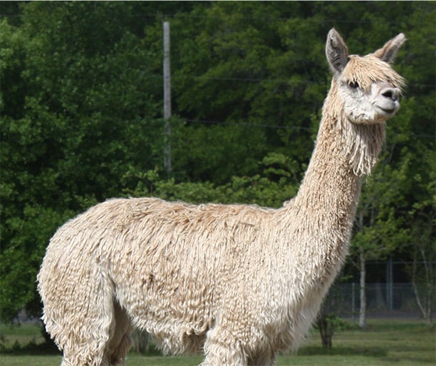 Alpaca 3