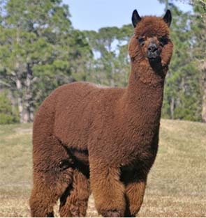 Alpaca 4