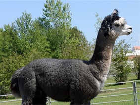 Alpaca 1