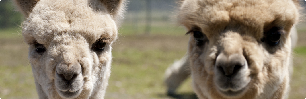 All About Alpacas