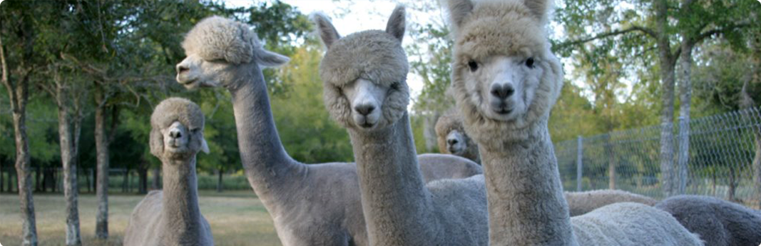 Alpaca Llama 1 Head Face Domestic Animal Cattle Breed Breeder Farm